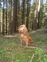 /album/anglicky-kokerspaniel/mia-a-les1-jpg/